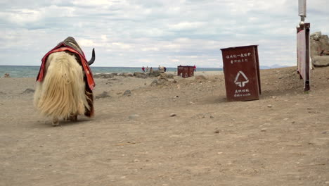 Big-white-yak-walking-alone-on-the-coast-of-the-Namtso-lake-in-Tibet-on-a-cloudy-day