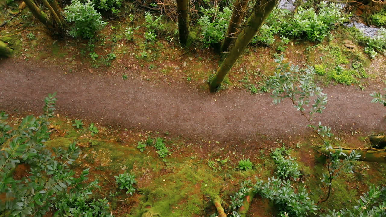 hombre montando bicicleta en el bosque 4k