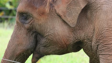 detailed view of an elephant feeding in a field