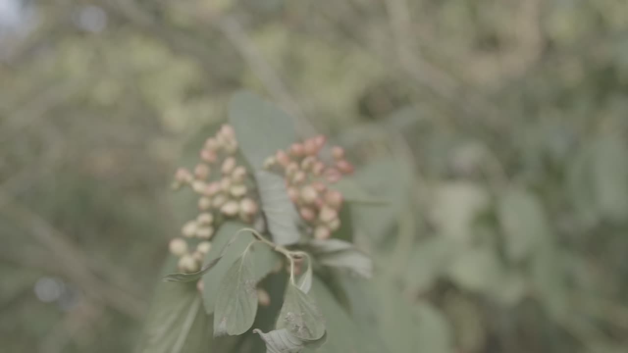 Wild berries on the edge of the forest turning red - 2 - LOG Footage