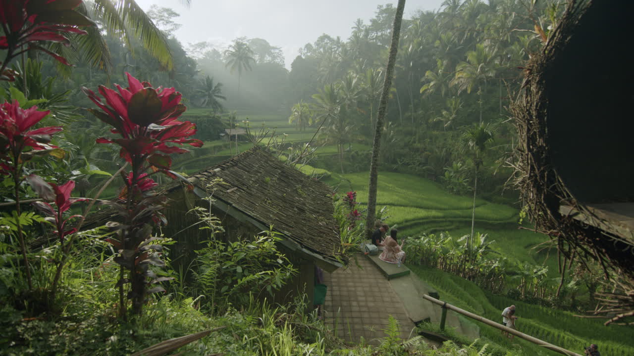 close-up hacia atrás dolley shot de coloridos lentos en los campos de arroz en terrazas