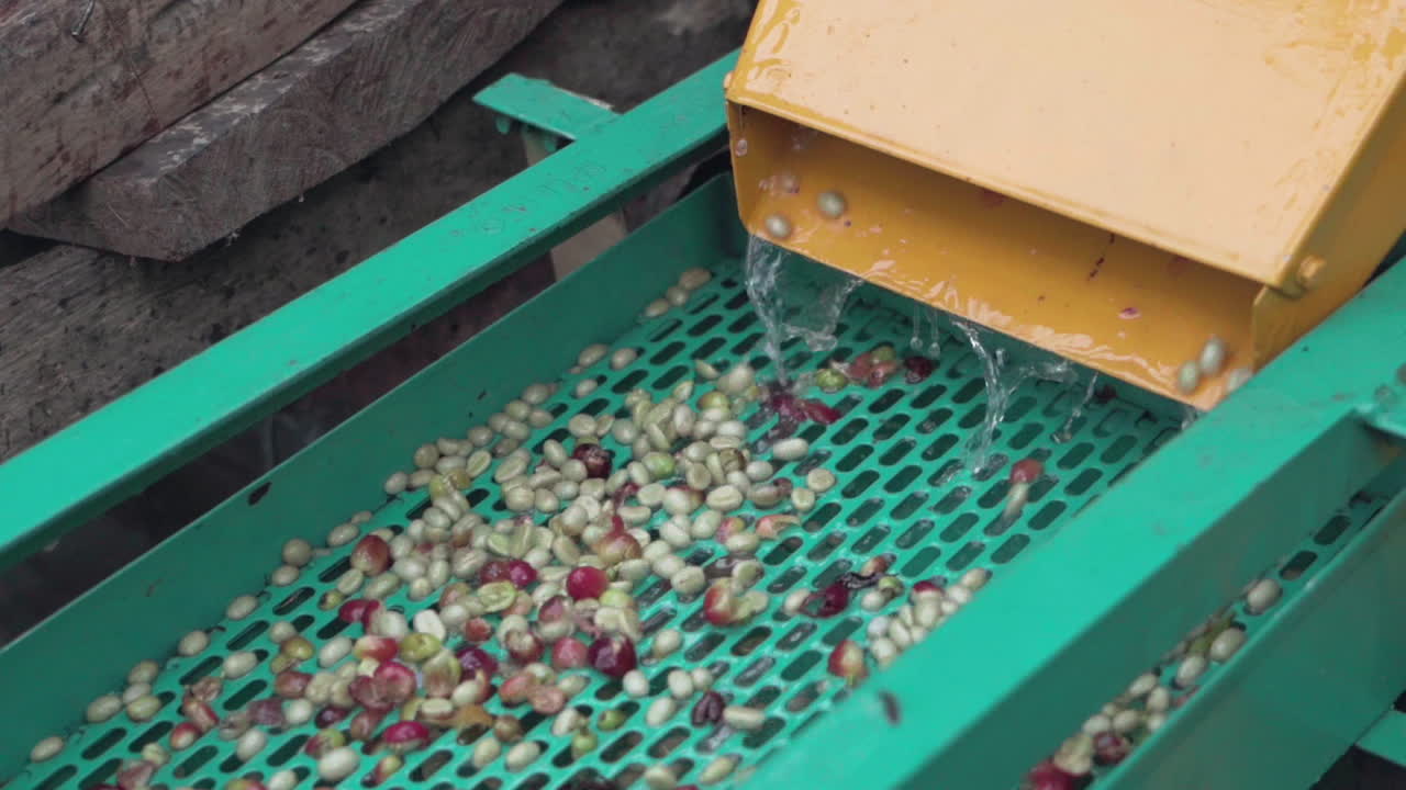 Fresh coffee cherries peeling process, peeling machine and cherries skin removed before next step of natural dry process, small coffee factory