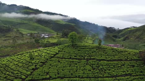 aerial tea plantations at kaligua brebes regency central