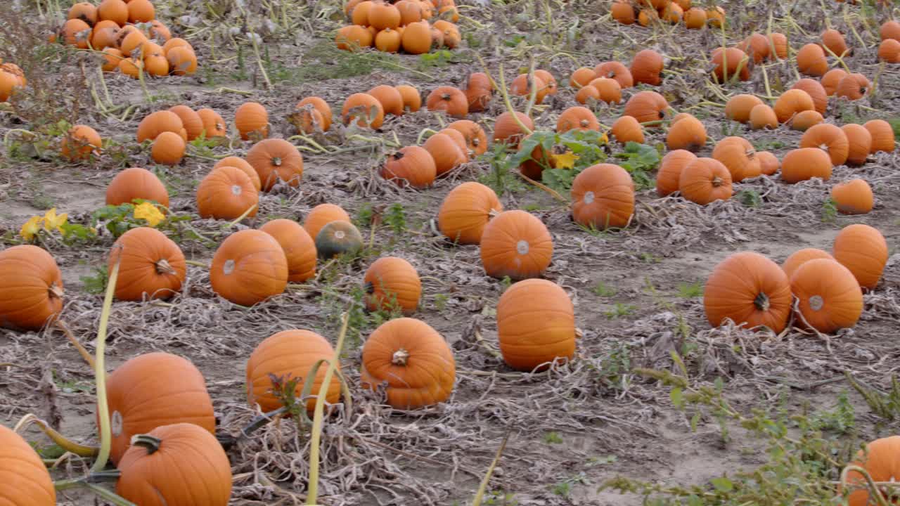 농부 들 의  ⁇  에서 중간 크기 의 호박 을  ⁇ 는 것