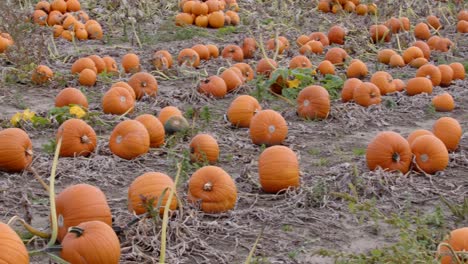 Panorámica-De-Calabazas-De-Tamaño-Mediano-En-Un-Campo-De-Agricultores