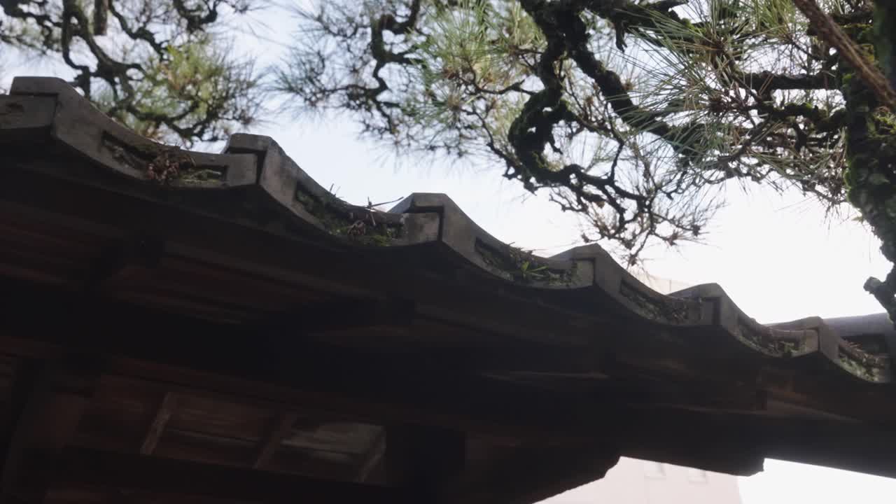 Japanese Traditional Home and Matsu Pine Trees, Close Detail Pan Shot