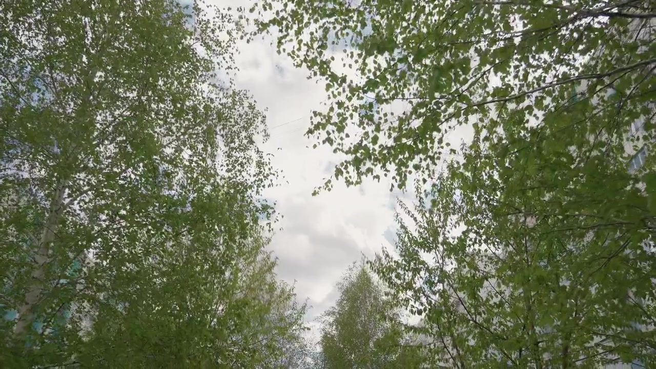 Green Leaves Swaying on Trees Against a Cloudy Sky