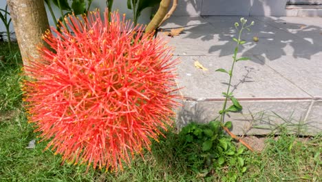 planta de scadoxus con flores, tiene una forma de bola roja, tallos verdes débiles