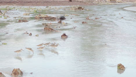 Strandläufervögel,-Die-In-Gezeitentümpeln-An-Der-Strandküste-Spazieren-Und-Füttern