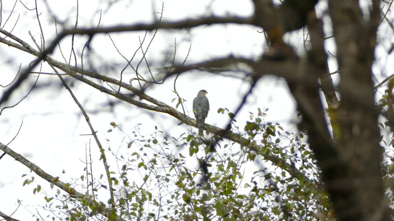 gran pájaro gris majestuoso se posa en una rama en medio del horizonte del bosque
