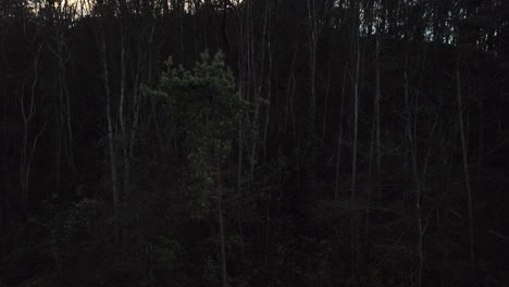 dark, mystical forest, camera is slowly moving forward