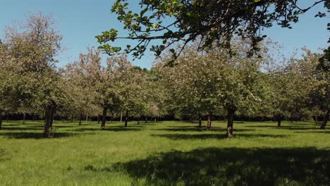 pan of a beautiful green sunny orchard with pink apple blossom trees, somerset