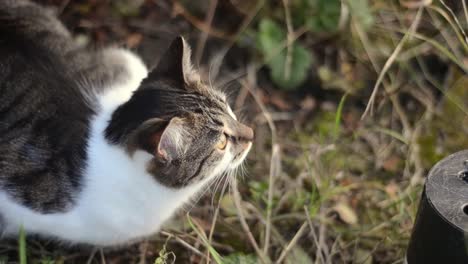gato atigrado en el jardín mirando a su alrededor