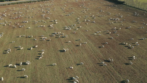 sheep eating grass in open farm field canterbury new zealand