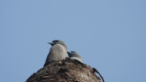 birds relaxing on tree