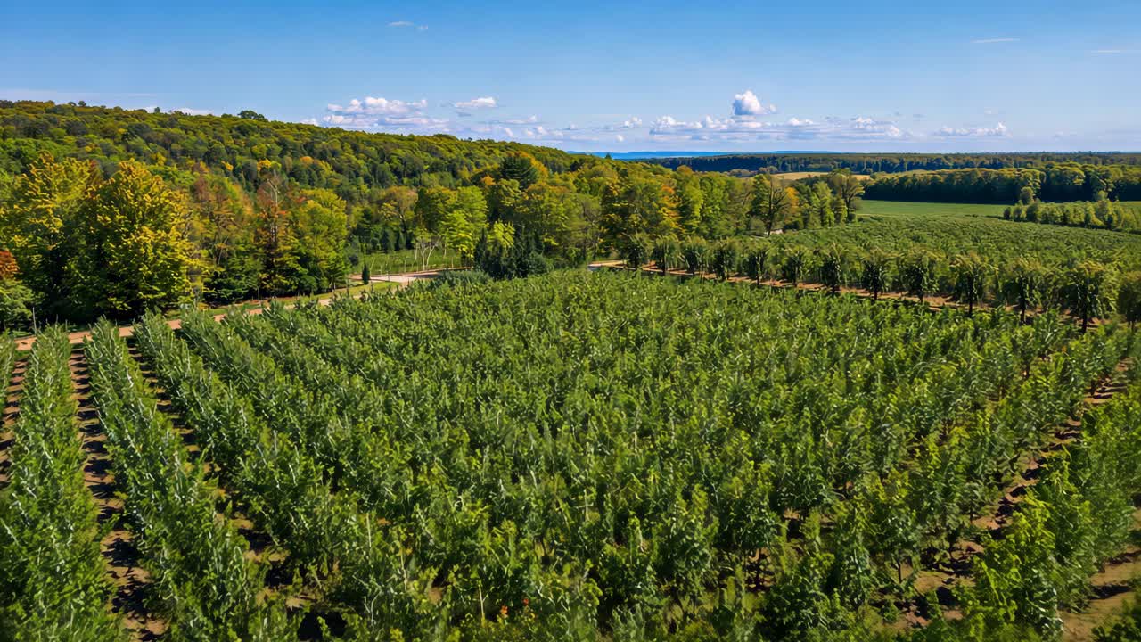 Vue aérienne d’un paysage de verger luxuriant