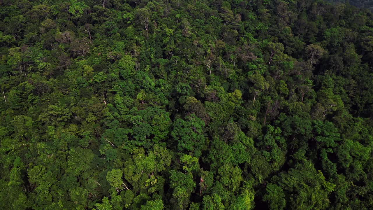 dense jungle vegetation covering mountain slopes on Koh Chang island in Thailand. Nice aerial view flight drone shot footage from above