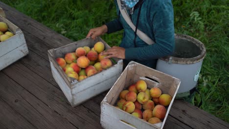 Closeup-of-farmhand-sorting-peaches-into-crates