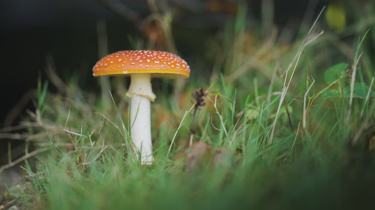 A close-up shot of the fly agaric mushroom in the forest undergrowth