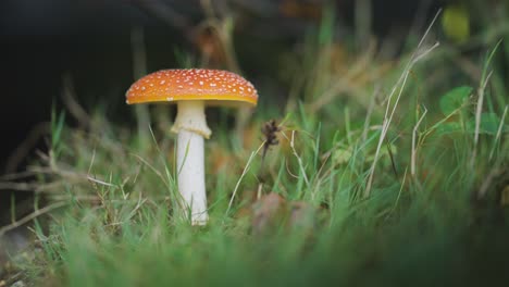 un primer plano del hongo agárico de mosca en la maleza del bosque