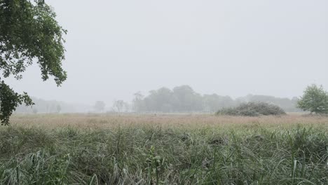 Frío-Mojado-Niebla-Bosque-Paisaje-Pan-Tiro