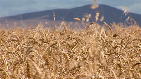 wheat fields of south africa