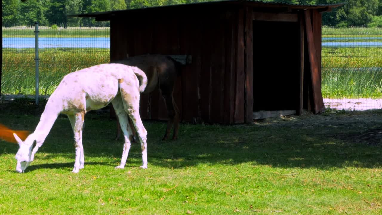 풀을 먹고 그늘에서 나무 아래에서 휴식을 취하는 두 마리의 라마