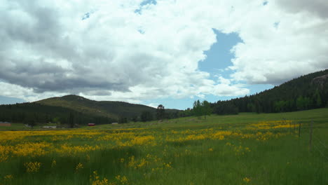 naturaleza cinematográfica de colorado espacio abierto prado amarillo púrpura flores silvestres aspen árboles de coníferas perennes roca denver primavera verano exuberante hierba verde alta pan paisaje de montaña deslizador hacia la izquierda movimiento