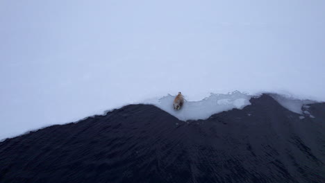 Foca-Sentada-En-El-Borde-De-Un-Fiordo-Congelado-Durante-La-Temporada-De-Invierno,-Tiro-Estático-De-Cierre-Aéreo