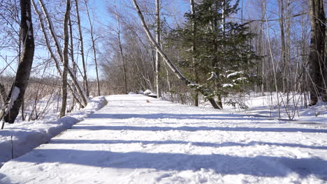 pan shot in a nature parc by the trail