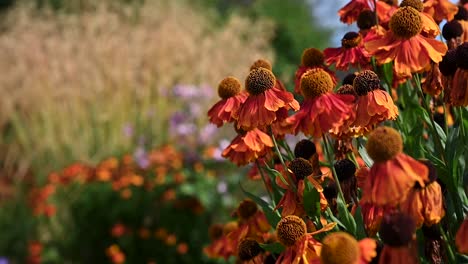 La-Belleza-De-Los-Heleniums,-Aberdeen,-Escocia,-Reino-Unido.