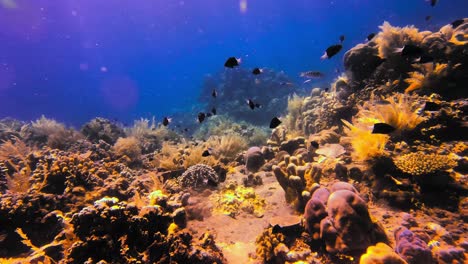 arrecife de coral próspero y animado lleno de peces exóticos que se bañan en rayos de sol y aguas cristalinas del océano