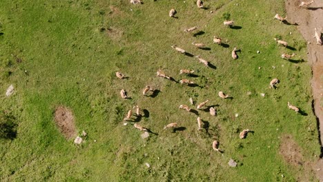 Drohnenaufnahmen-Einer-Großen-Springbockherde-In-Der-Nähe-Eines-Flusses