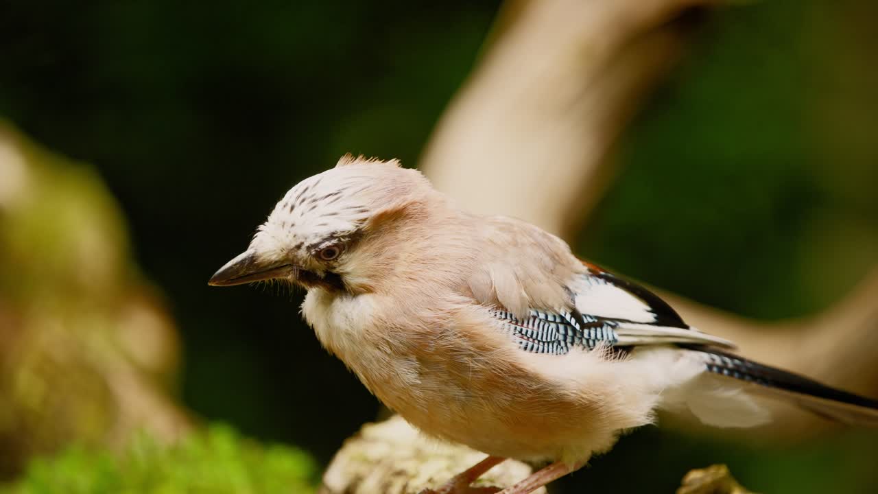 Ghiandaia eurasiatica in Frisia, Paesi Bassi, primo piano dettagliato dell'uccello che si china e scuote la testa mentre ingoia.