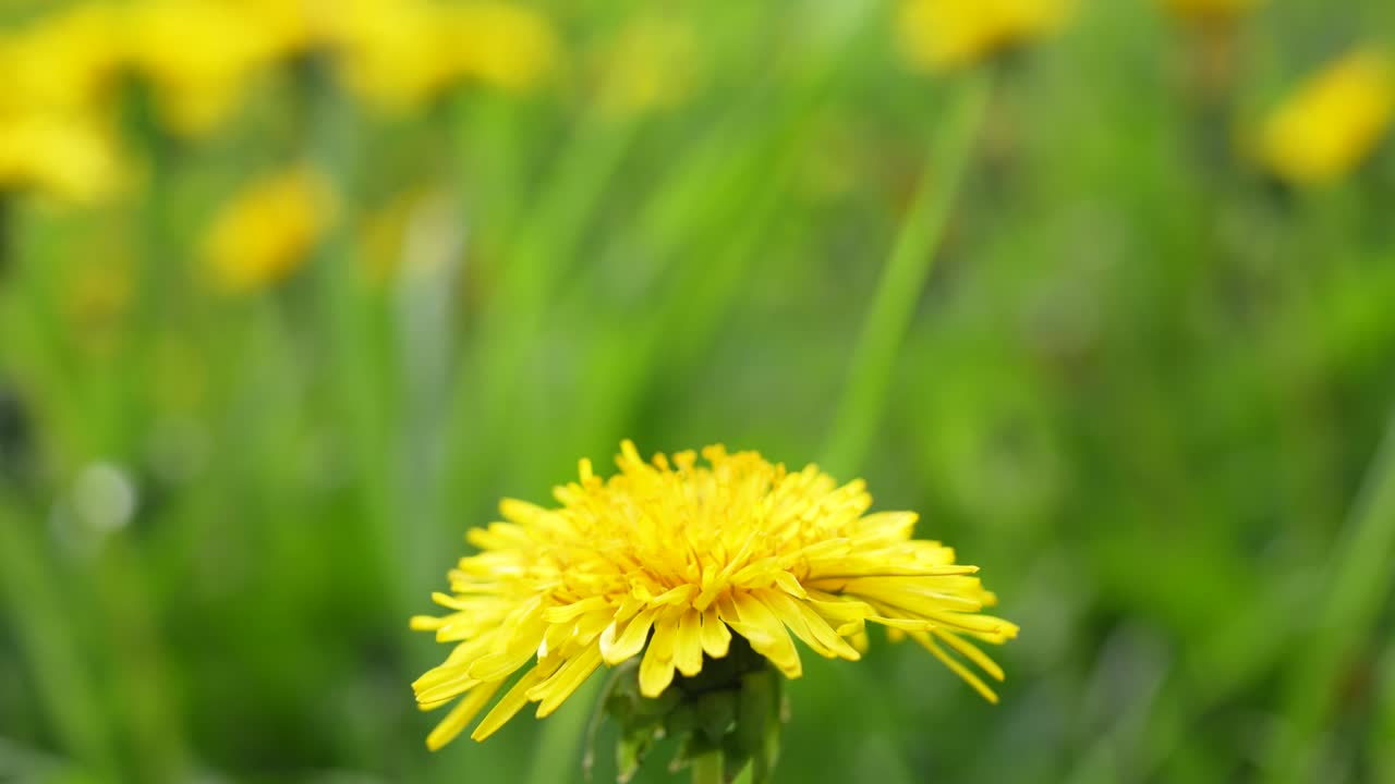 Close-up van gele paardenbloem met spinnenweb zwaaiend in de wind.