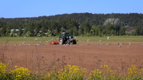 agricultural work on a tractor farmer sows grain. hungry birds are flying behind the tractor, and eat grain from the arable land.