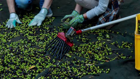 agricultores que ponen las aceitunas cosechadas en cajas