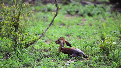 a newborn baby impala sits alone in the grass still wet from afterbirth