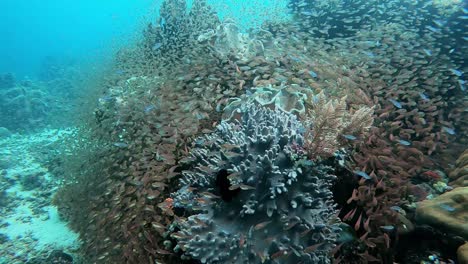 Kleine-Babyfische,-Die-Schutz-Um-Korallen-Finden