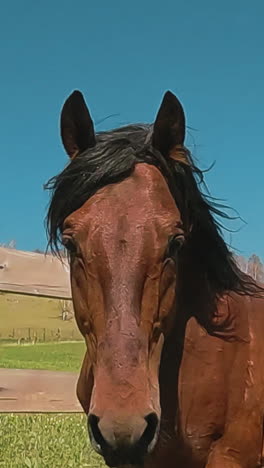 buckeye color horse with shiny fur stands by vintage fence looking at camera at paddock on autumn day closeup. cultivated equine animal slow motion