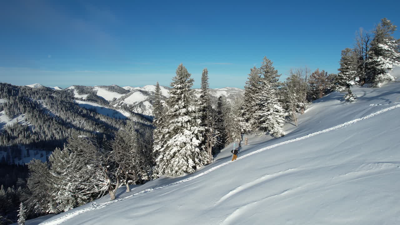 Drone Shot of Snowboarder Walking Uphill by Conifer Forest on Sunny Winter Day