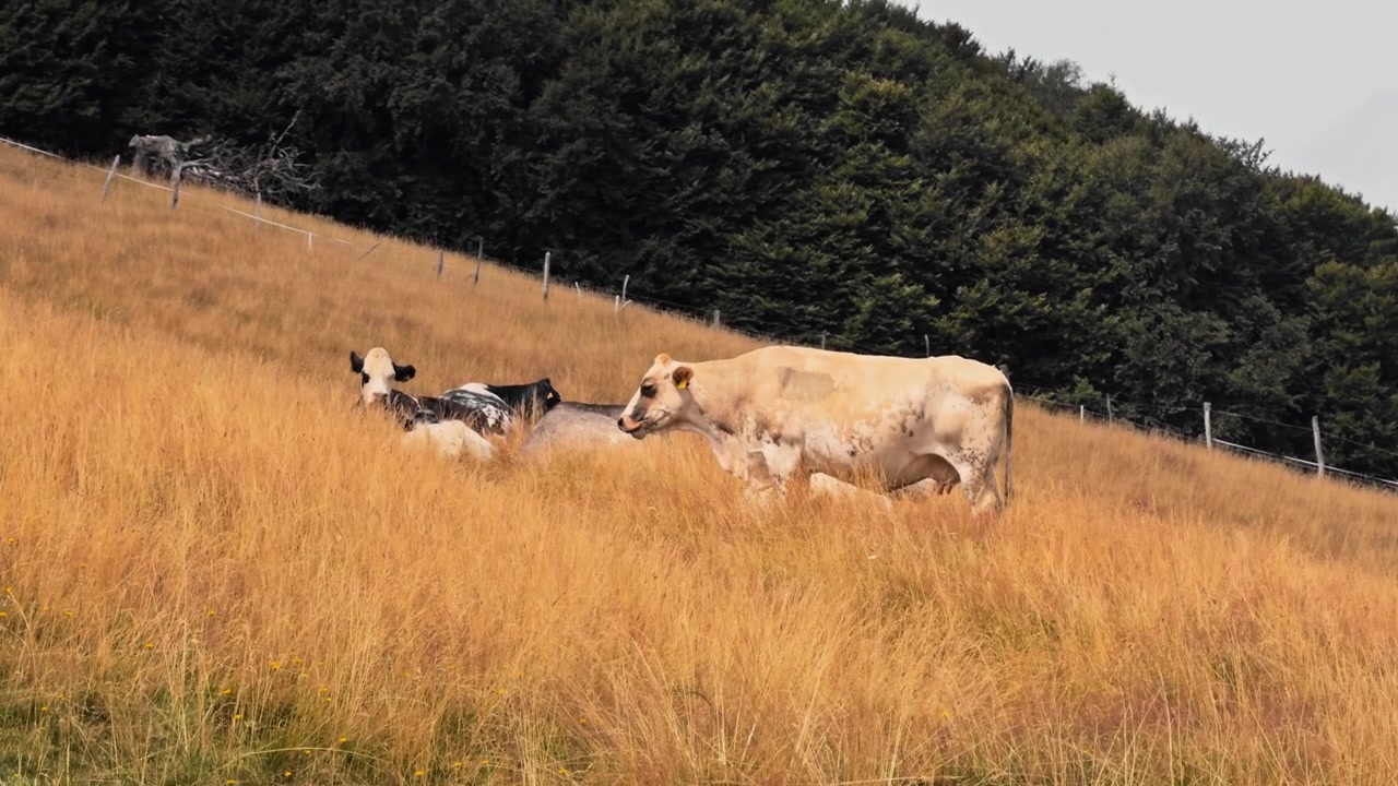 Mandria di mucche domestiche che pascolano pacificamente in un campo secco e giallo su un pendio di montagna in Lombardia. Concetto di allevamento bovino