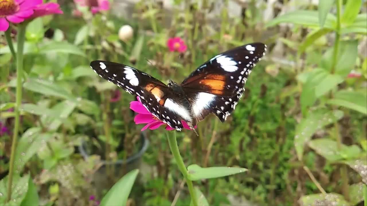 Farfalla nera posata su un fiore rosso nella foresta selvaggia
