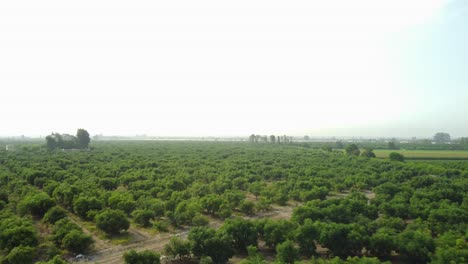 Drone-flies-straight-forward-above-agricultural-fields-on-a-foggy-day