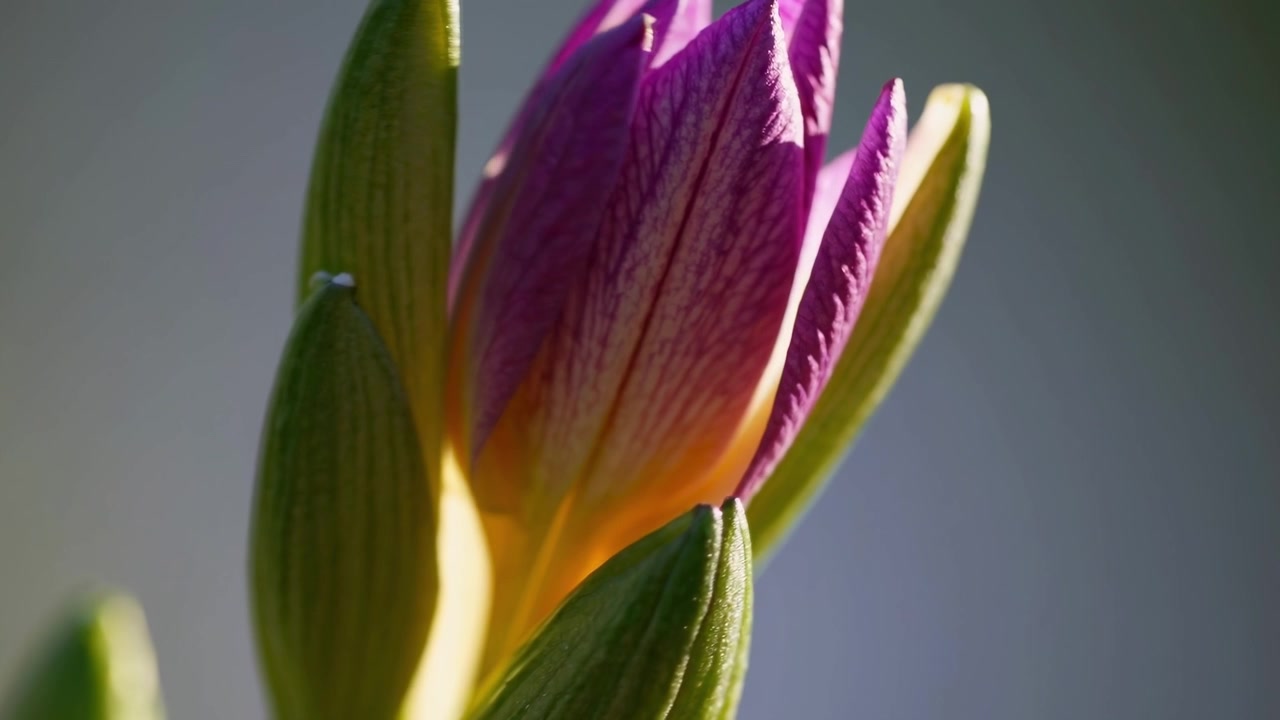 Tidsforløp av en lilla liljeblomst som blomstrer