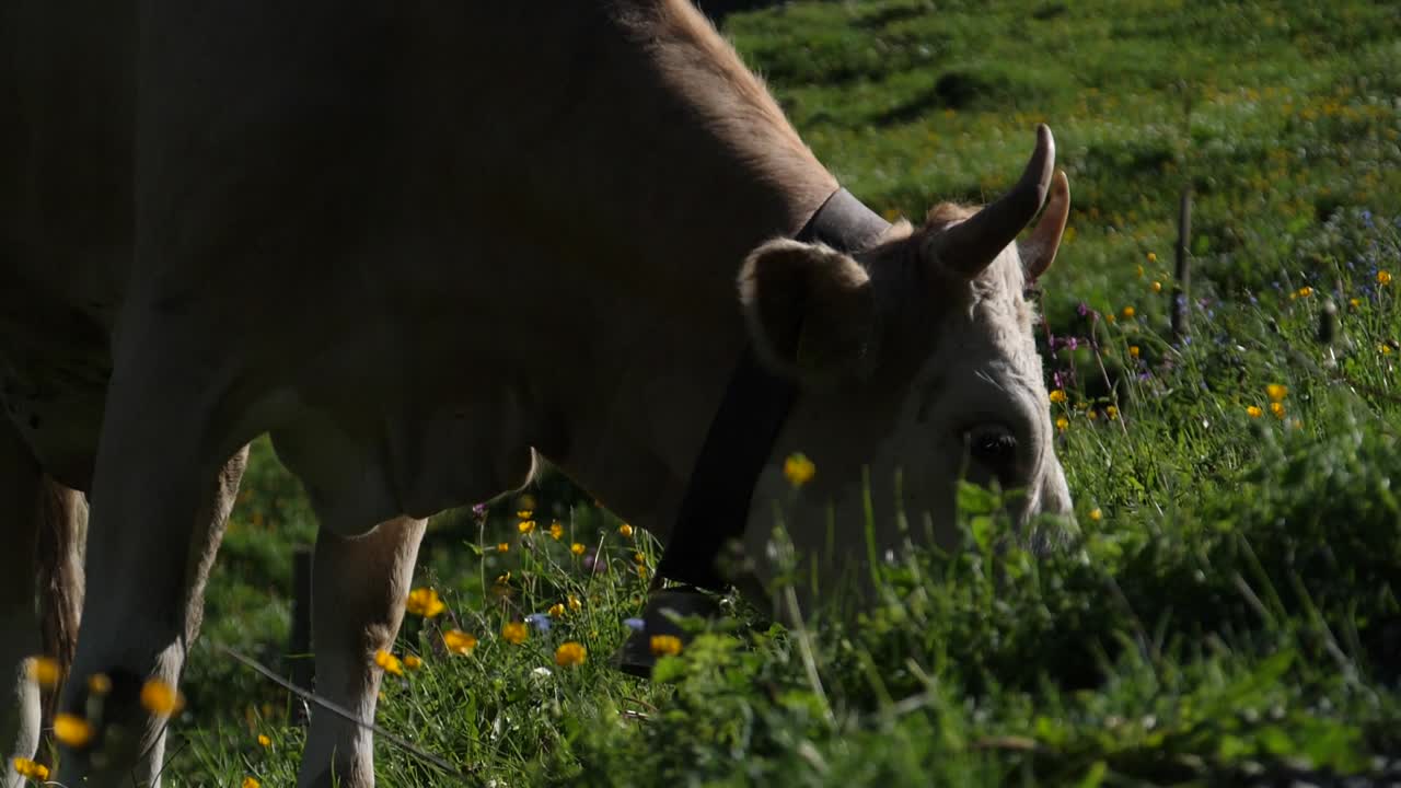 Cow Eating Grass in Field in 4K