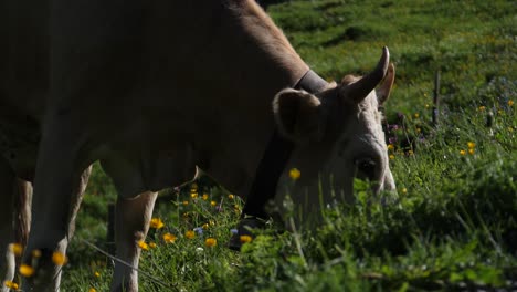 cow eating grass in field in 4k