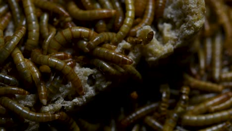 the mealworm is a species of darkling beetle used to feed pets like fish, snakes, birds, and frogs