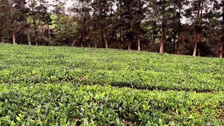 Green tea plantation rows on hillside with trees Sao Miguel Island Azores Portugal