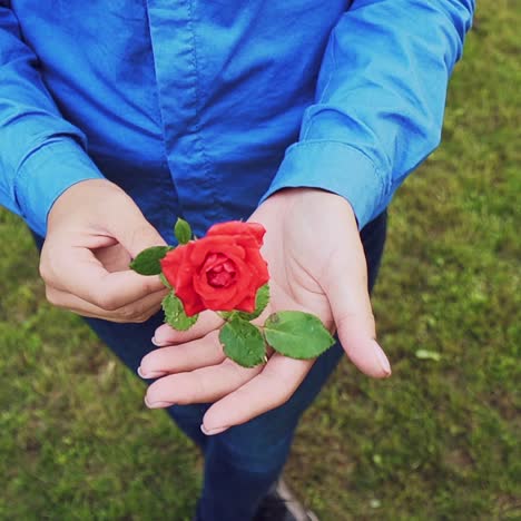 hands of a woman with beautiful rose, close up